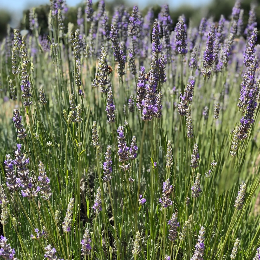 Meet your Posher, Raquel